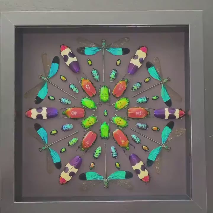 Real framed insects Pinned bugs Oddities and curiosities Taxidermy insect shadow box Real framed dragonflies Framed bugs Real insect artwork