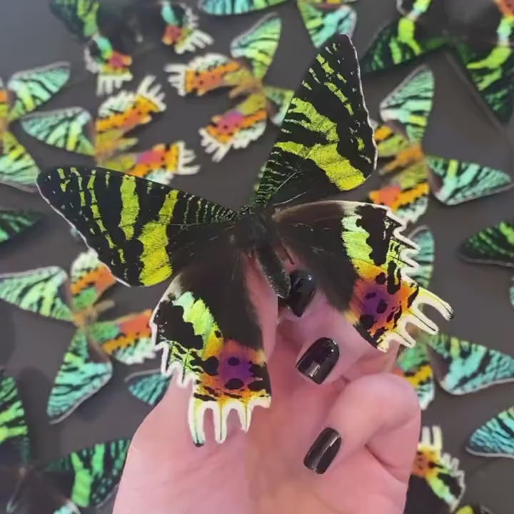 Real framed butterfly collection Framed sunset moth Framed butterfly art Framed butterfly specimens Butterfly taxiderm art Real butterflies